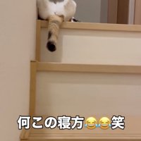 足を広げて寝転ぶ猫