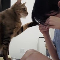 泣き真似をする飼い主さんを慰めるキジトラ猫