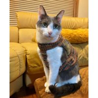 ニットを着ている猫