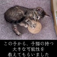 おもちゃで遊ぶ子猫