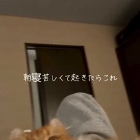 お腹に乗る猫