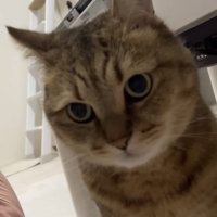 カメラ目線の猫の写真