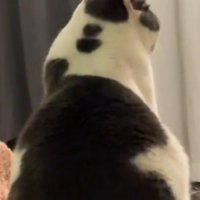 同居猫を見る猫