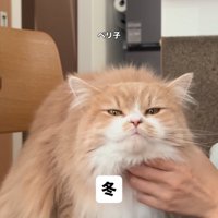 のどをなでられる猫