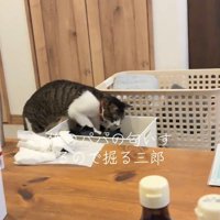 ケースの中を掘る猫