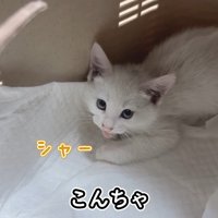 シャー