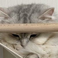 眠そうなサイベリアンの顔