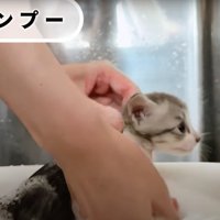 シャンプーされている子猫