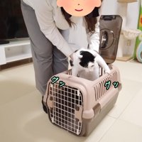 捕獲されたホルンくん