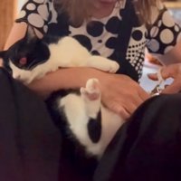 飼い主の膝の上で脱力する猫