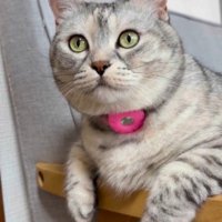 イスの上でくつろぐ猫