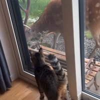 鹿を観察する猫