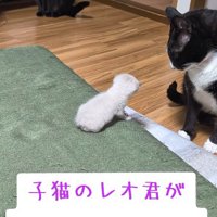 子猫