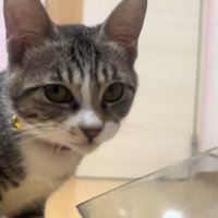 ごはんを食べる子猫