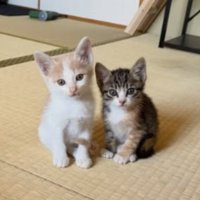 室内にいる猫