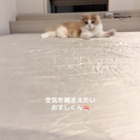 伏せたまま両前足を動かしている猫