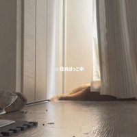 日向ぼっこする猫