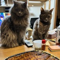 テーブルにいる猫たち