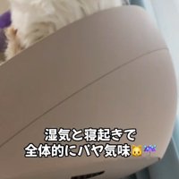 座る猫