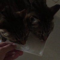 2匹のキジトラ猫が同じお皿からお水を飲んでいる様子