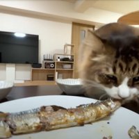 サンマのしっぽをかじる猫