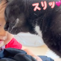 額を寄せ合っている子猫と赤ちゃん