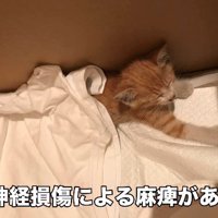 タオルにくるまれた猫