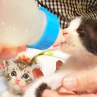哺乳瓶でミルクを飲ませてもらう子猫