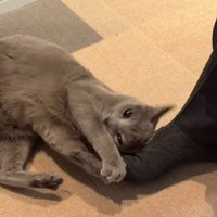 男性の足を両前足で掴む猫