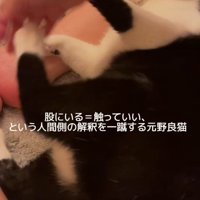 キックする猫