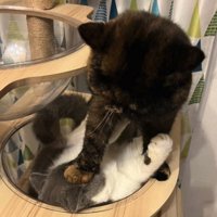 キャットタワーにいる2匹の猫正面やや引き（ボウルに入っている猫のアップ切り抜き）