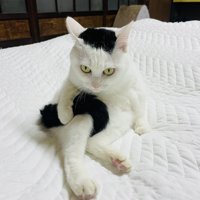 しっぽを持ってにらむ猫