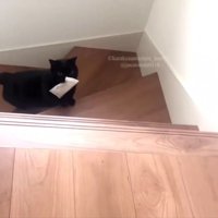 階段を上る黒猫