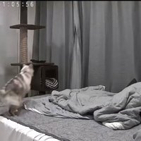 飼い主がくつろぐベッドに飛び乗る猫