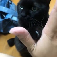 ハイタッチをする黒猫