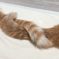 絡み合う2頭の猫のしっぽ