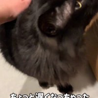 なでられる黒猫