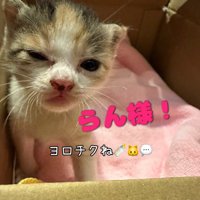 ウインクする子猫