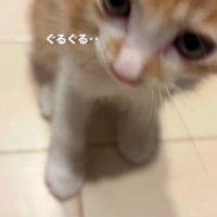 飼い主のそばで喉を鳴らす子猫