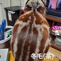座っている猫の背中