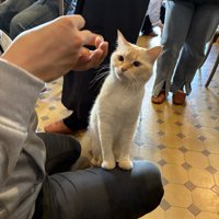 人の膝の上に手をかけ、おやつ待ちをする猫