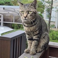 おすわりする猫