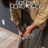 女性に甘える猫