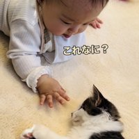 子猫の髭に触る赤ちゃん