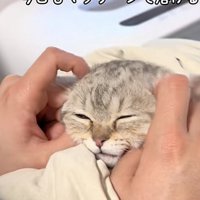 マッサージされている猫の写真2