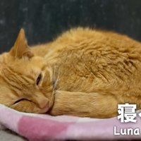 窓辺で眠る猫