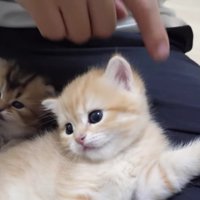 飼い主さんの膝でリラックスする2匹2