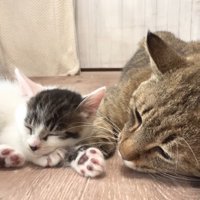 同じ向きで眠るふたり