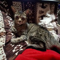 布団に寄りかかる猫