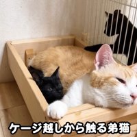 ケージ越しから